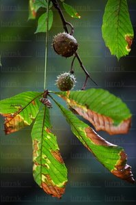 03947-Castañas-Árbol-Parque-Cristina-Enea-San-Sebastián-Gipuz