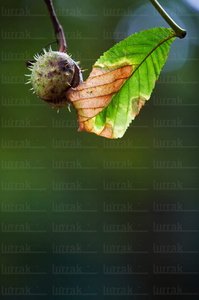 03948-Castaña-Hoja-Otoño-Parque-Cristina-Enea-San-sebastián-G