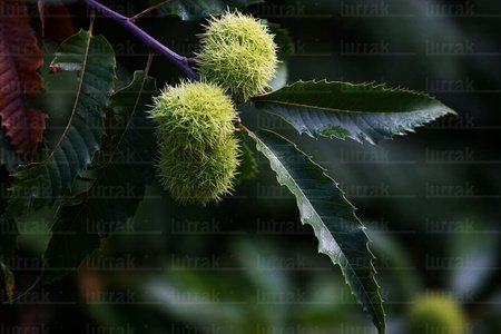 04024-Castañas-Arbol-Bakaiku-Navarra