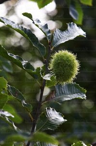04025-Castañas-Hojas-Bakaiku-Navarra