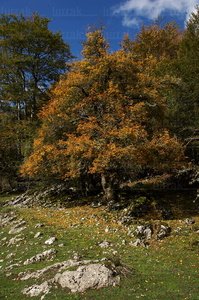 04064-Otoño-Campas-Albi-Sierra-Aralar-Navarra