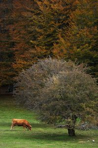 04075-Otoño-Campas-Albi-Vaca-Sierra-Aralar-Navarra