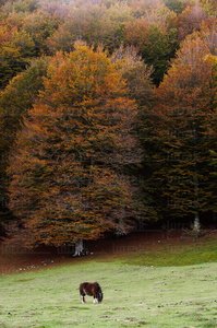 04076-Otoño-Vaca-Arboles-Sierra-Aralar-Navarra