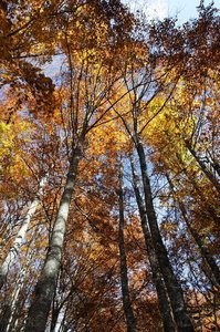 04163-Otoño-Sierra-Abodi-Navarra
