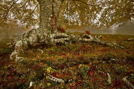 04549-Bosque-Haya-Zuia-Álava-Euskadi