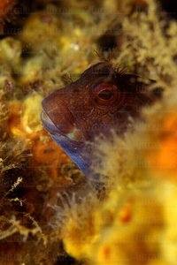 04569-Foto Submarina. Bienido. Parablennius Pilicornis