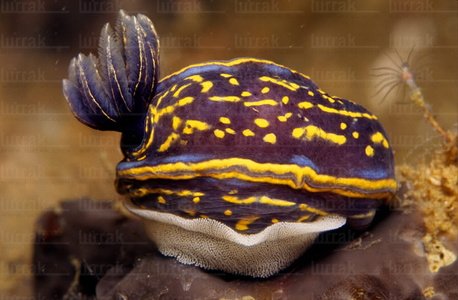 04576-Nudibranquio hc. 'Hyppselodoris cantabrica'