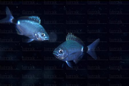 04583-Obladas Melanura