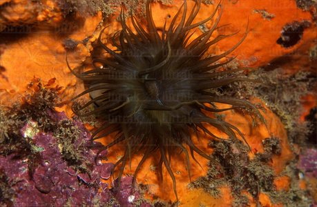 04584-Foto Submarina. Actinia Llama. Aitasia sp. Hondarribia Gip