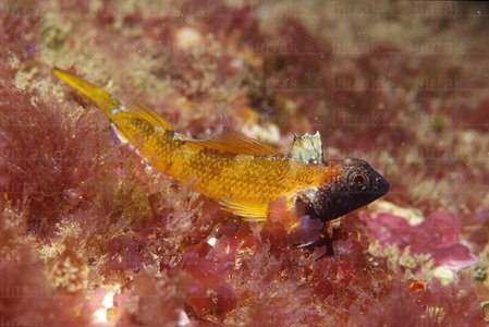 04585-Moma. Trypterigion Delaisi. Foto Submarina