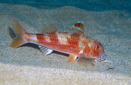 04586-Salmonete. Mullus Surmuletus. Foto Submarina