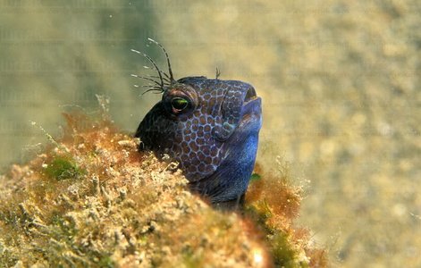 04587-Parablennius pilicornis