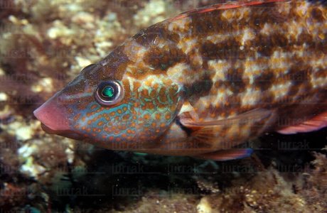 04589-Foto Submarina. Carraspio Bailloni. Symphodus bailloni.