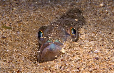 04590-Salvario. Trachinus Draco. Foto Submarina. Hondarribia Gip