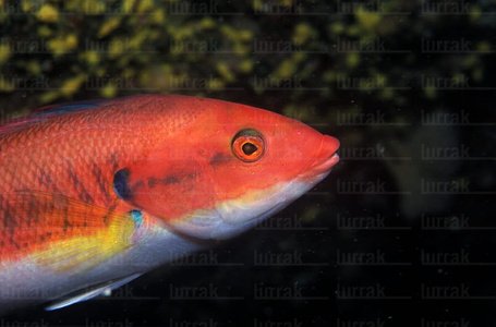 04591-Doncella Macho. Coris Juli. Mar Cantábrico