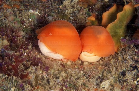 04598-Nudibranquios frezando. 'Berthela aurantiaca'