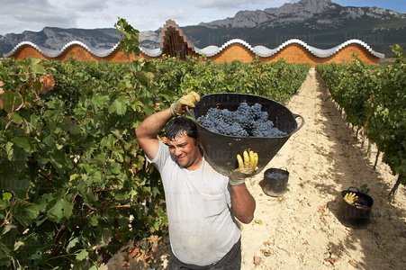 05061-Vendimiadores. Bodega Ysios, Laguardia, Alava, Euskadi