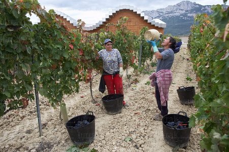 05064-Vendimia. Bodega Ysios, Laguardia, Alava, Euskadi