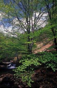 05192-Cascada y hayedo. Gipuzkoa, Euskadi
