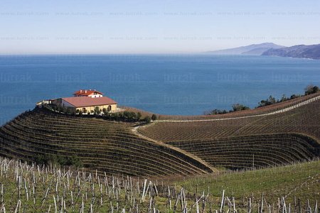 05275-Viñedos. Bodegas Txomin Etxaniz. Txakoli. Getaria, Gipiuz