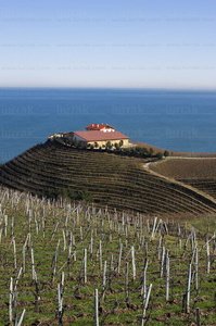 05276-Viñedos. Txakolí. Bodegas Txomin Etxaniz. Getaria, Gipuz