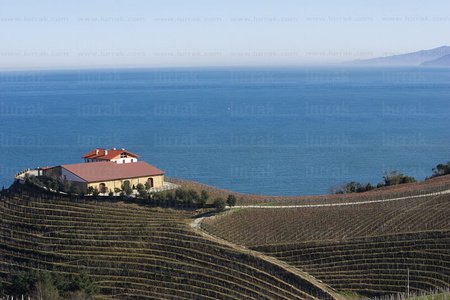 05277-Viñedos de Txakolí. Bodegas Txomin Etxaniz. Getaria, Gip