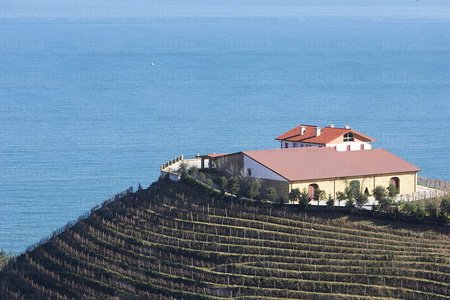 05280-Viñedos. Bodegas Txomin Etxaniz. Txakoli. Getaria, Gipiuz