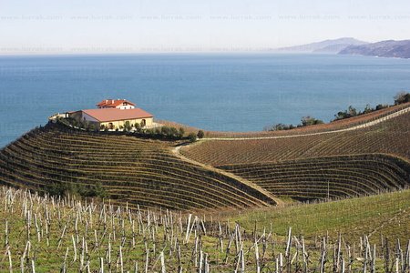 05281-Viñedos. Txakolí. Bodegas Txomin Etxaniz. Getaria, Gipuz