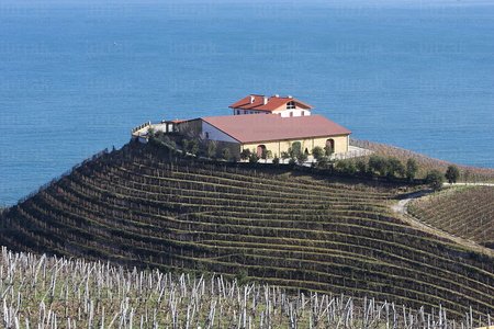 05282-Viñedos. Txakolí. Bodegas Txomin Etxaniz. Getaria, Gipuz