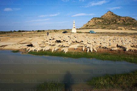 05808-Ovejas en laguna. Parque Natural de las Bárdenas. Navarra