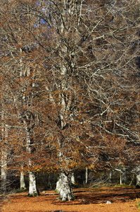 05937-Sierra de Entzia. Alava, Euskadi