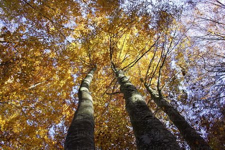 06031 -Hayedo en otoño. Alava, Euskadi