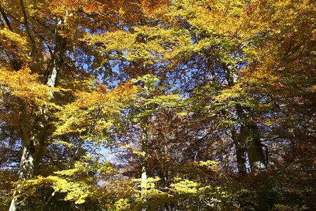 06033 -Hayedo en otoño. Alava, Euskadi