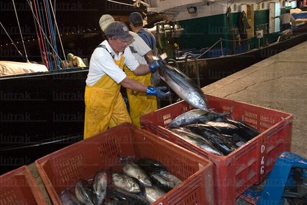 06176-Descarga de Bonito en el puerto. Hondarribia, Gipuzkoa, Eu