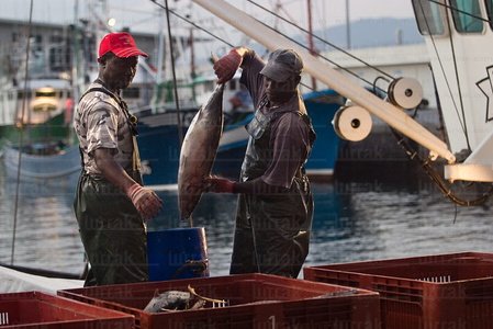 06181-Descarga de Bonito en el puerto. Hondarribia, Gipuzkoa, Eu