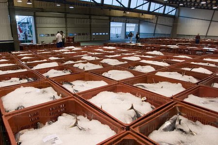 06182-Descarga de Bonito en el puerto. Hondarribia, Gipuzkoa, Eu