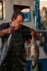 06185-Descarga de Bonito en el puerto. Hondarribia, Gipuzkoa, Eu