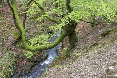 06331-Haya. Regata del Infierno. Arraioz, Navarra