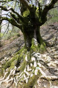06337-Haya con grandes raices. Aarioz, Navarra