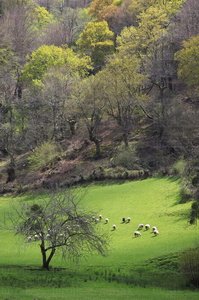 06339-Paisaje bucólico en el Valle del Baztán  . Arraioz