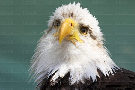 06370-Águila de Cabeza Blanca. Estella, Navarra