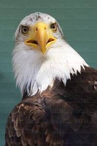 06371-Águila de Cabeza Blanca. Estella, Navarra