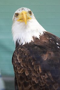 06372-Águila de Cabeza Blanca. Estella, Navarra