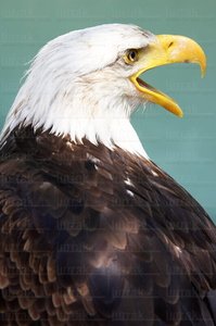 06374-Águila de Cabeza Blanca. Estella, Navarra