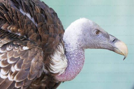 06375-Buitre en cautividad. Estella, Navarra