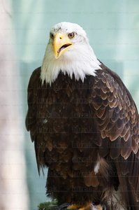 06376-Águila de Cabeza Blanca. Estella, Navarra