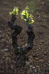 06465-Brote de la vid. Elvillar, Alava, Euskadi
