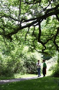 06626-Robledal de Orgi. Valle de Ulzama. Lizaso, Navarra