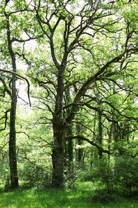 06629-Robledal de Orgi. Valle de Ulzama. Lizaso, Navarra