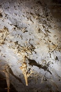 06708-Cueva de Pozalagua. Karrantza, Alava, Euskadi